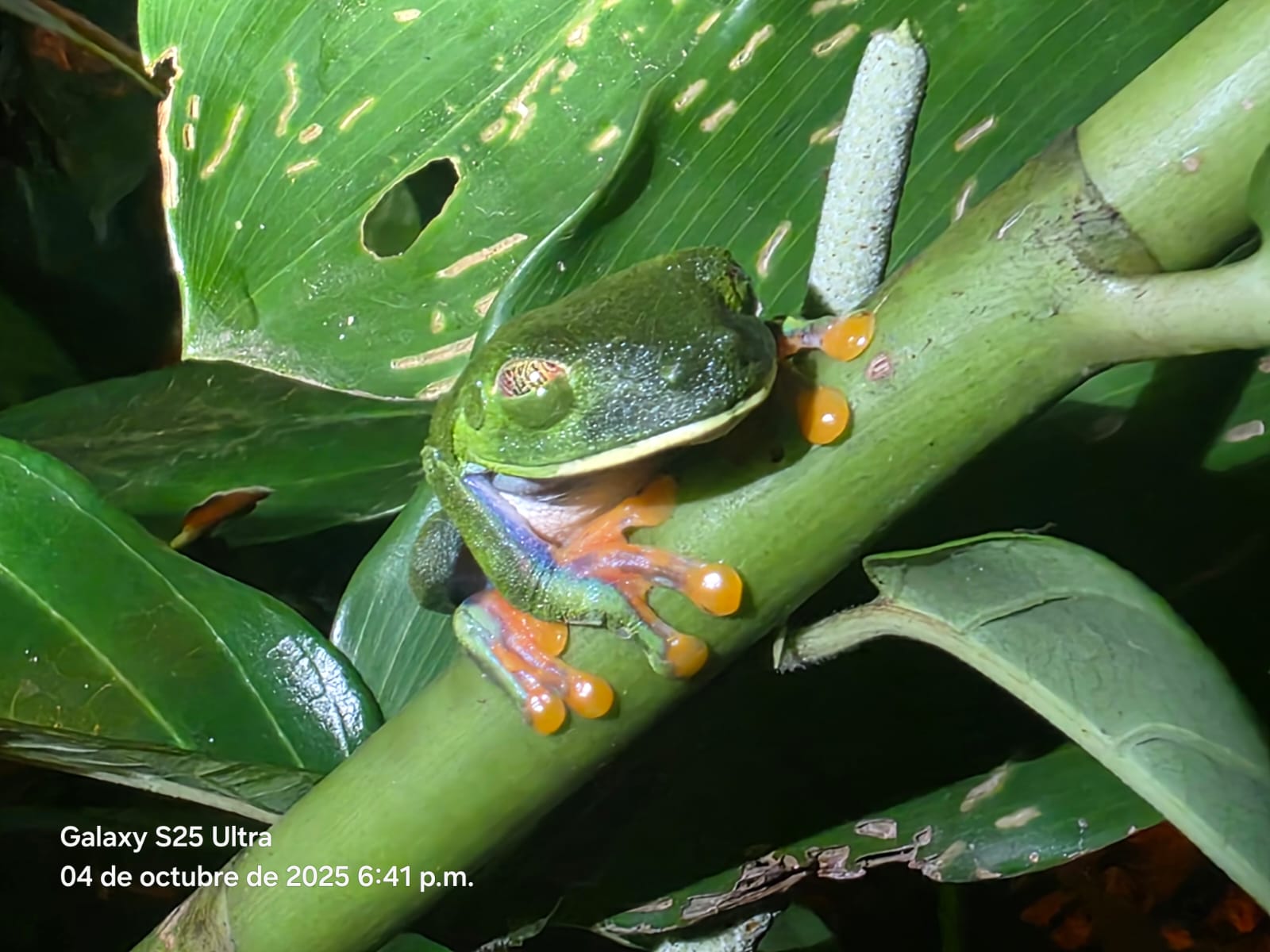 Tortuguero Nocturnal wildlife tour