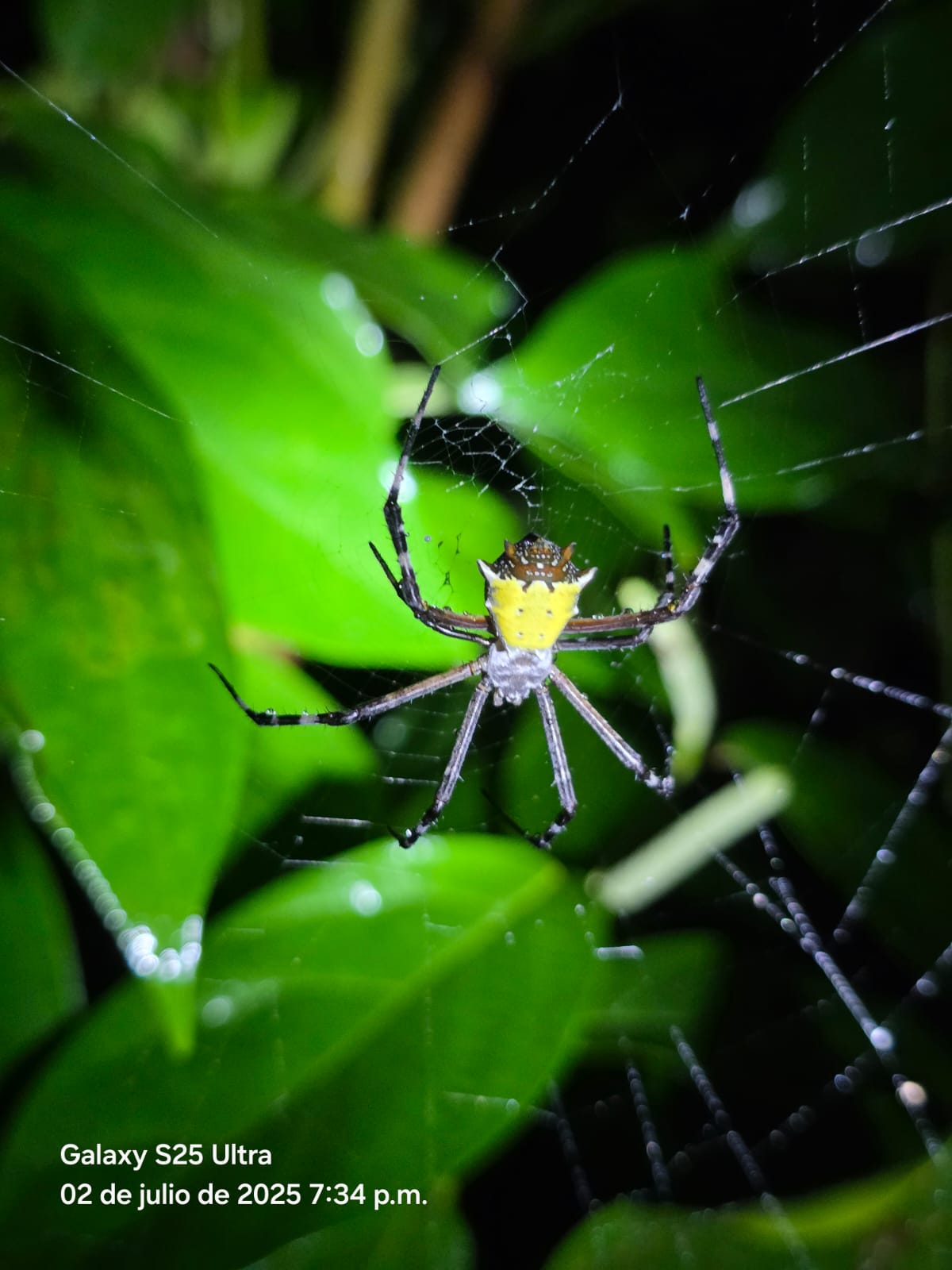 Tortuguero Nocturnal wildlife tour
