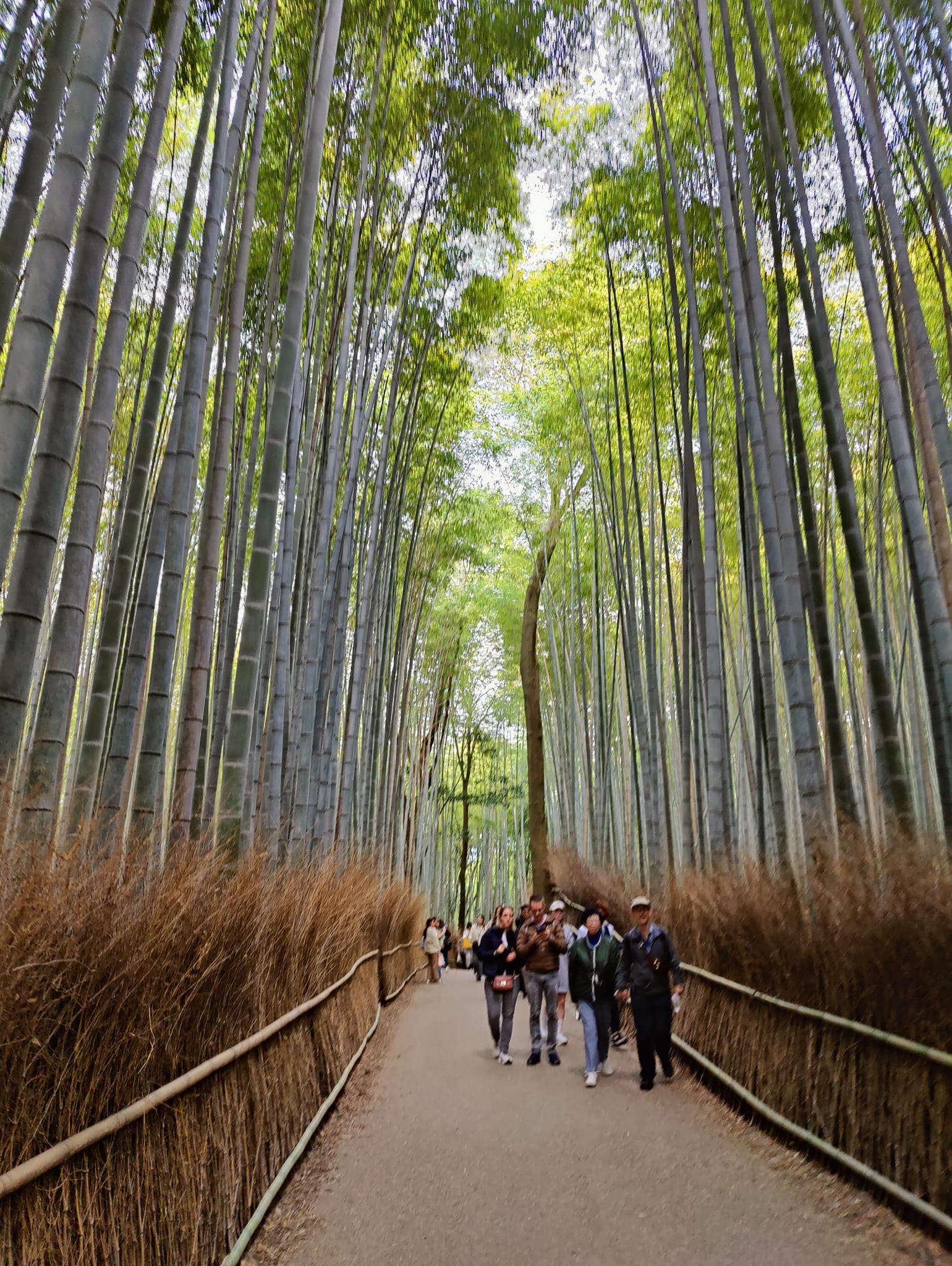 PAVASARIO kelionė po Japoniją