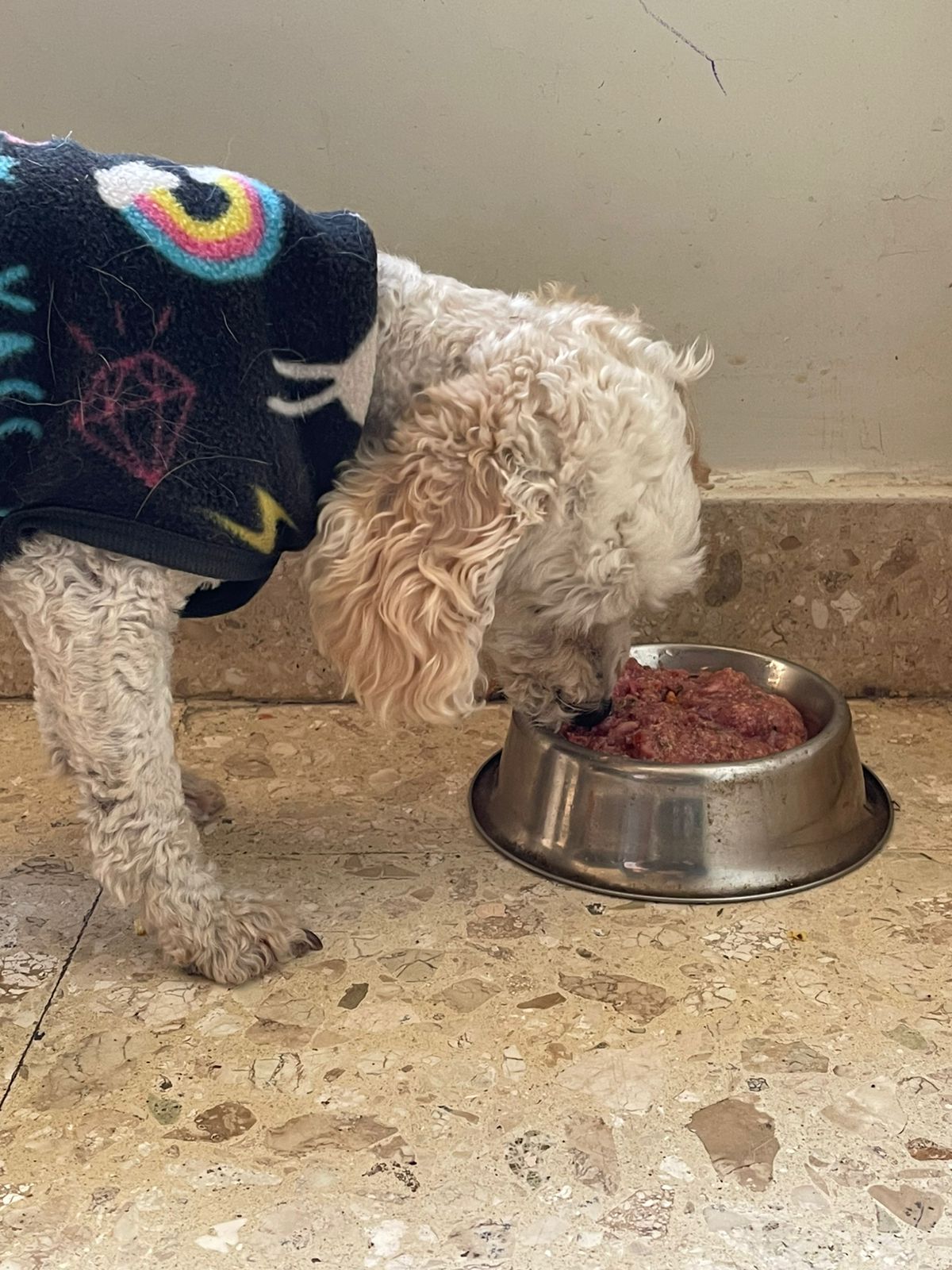 Alimento barf de res 5 kg (6000 el Kg)