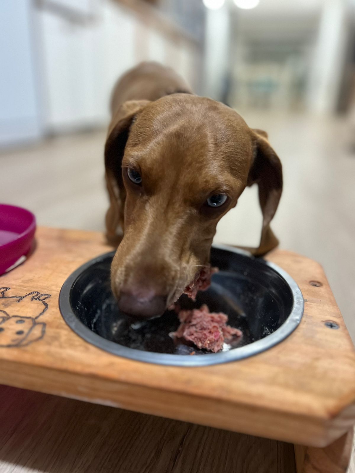 Alimento Barf de pollo 5kg (5500 el kg)