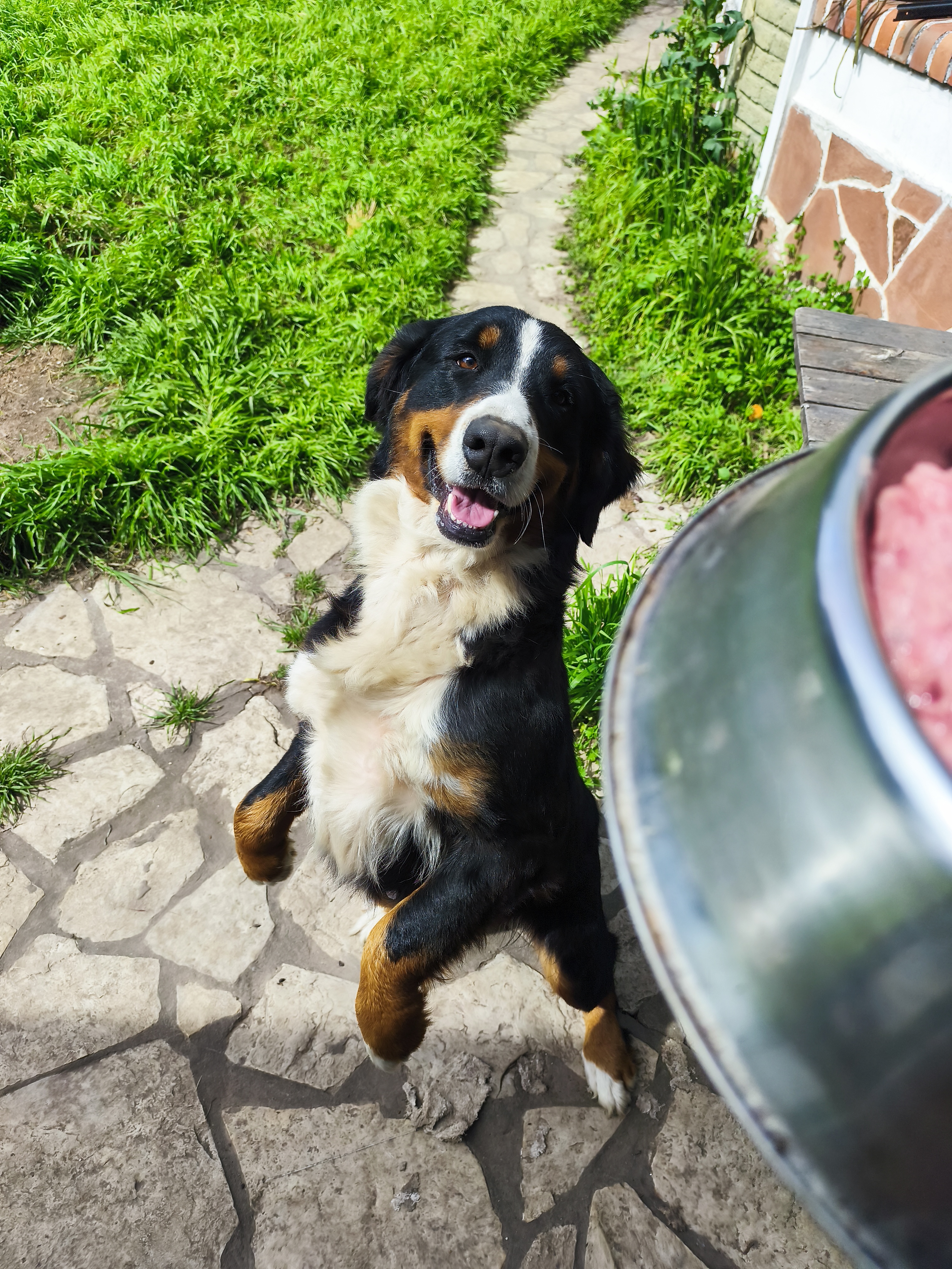 Alimento barf de res 8 kg (5500 el Kg)