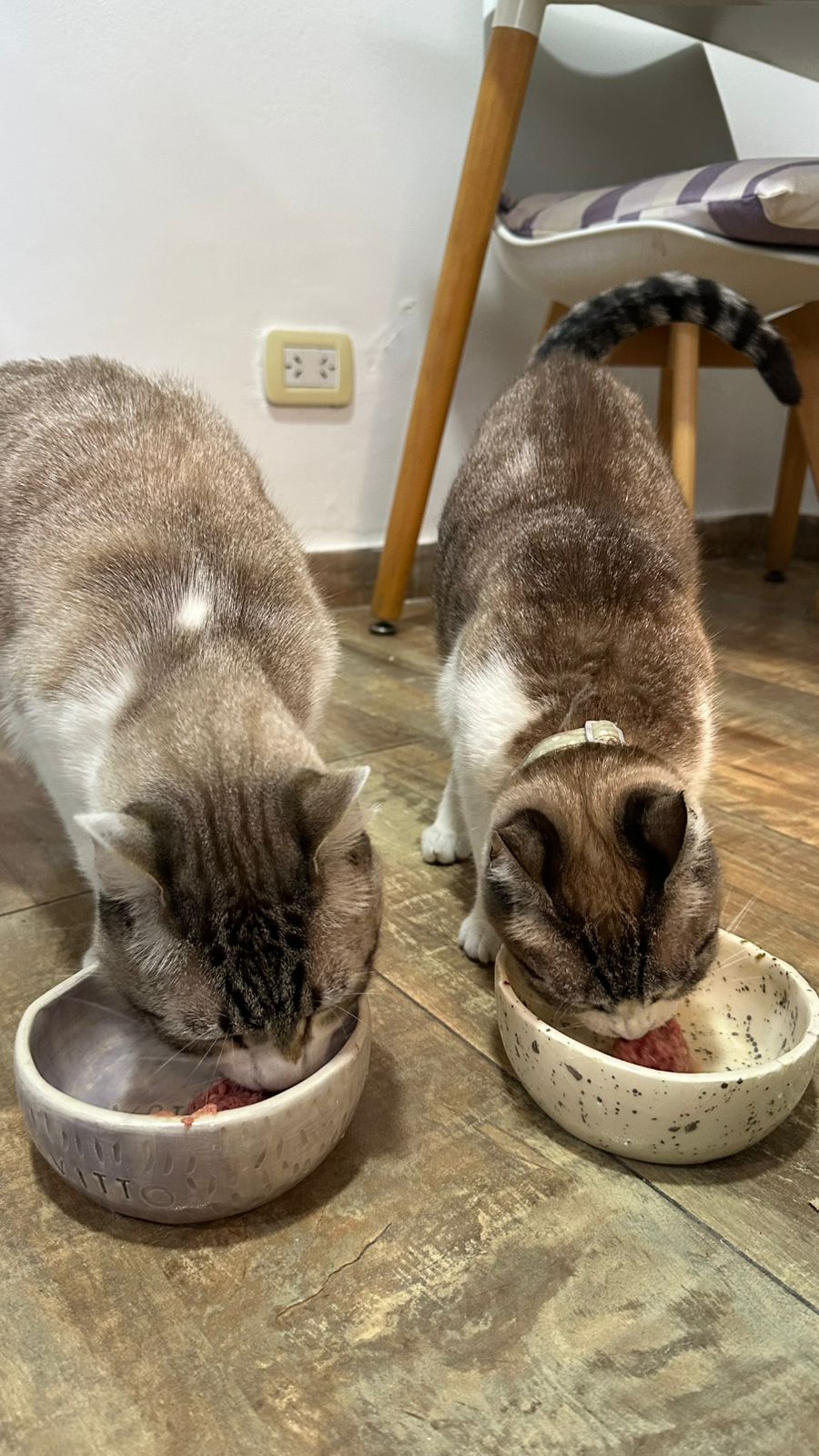 Alimento Barf de pollo para gatos 5kg (6000 el kg)