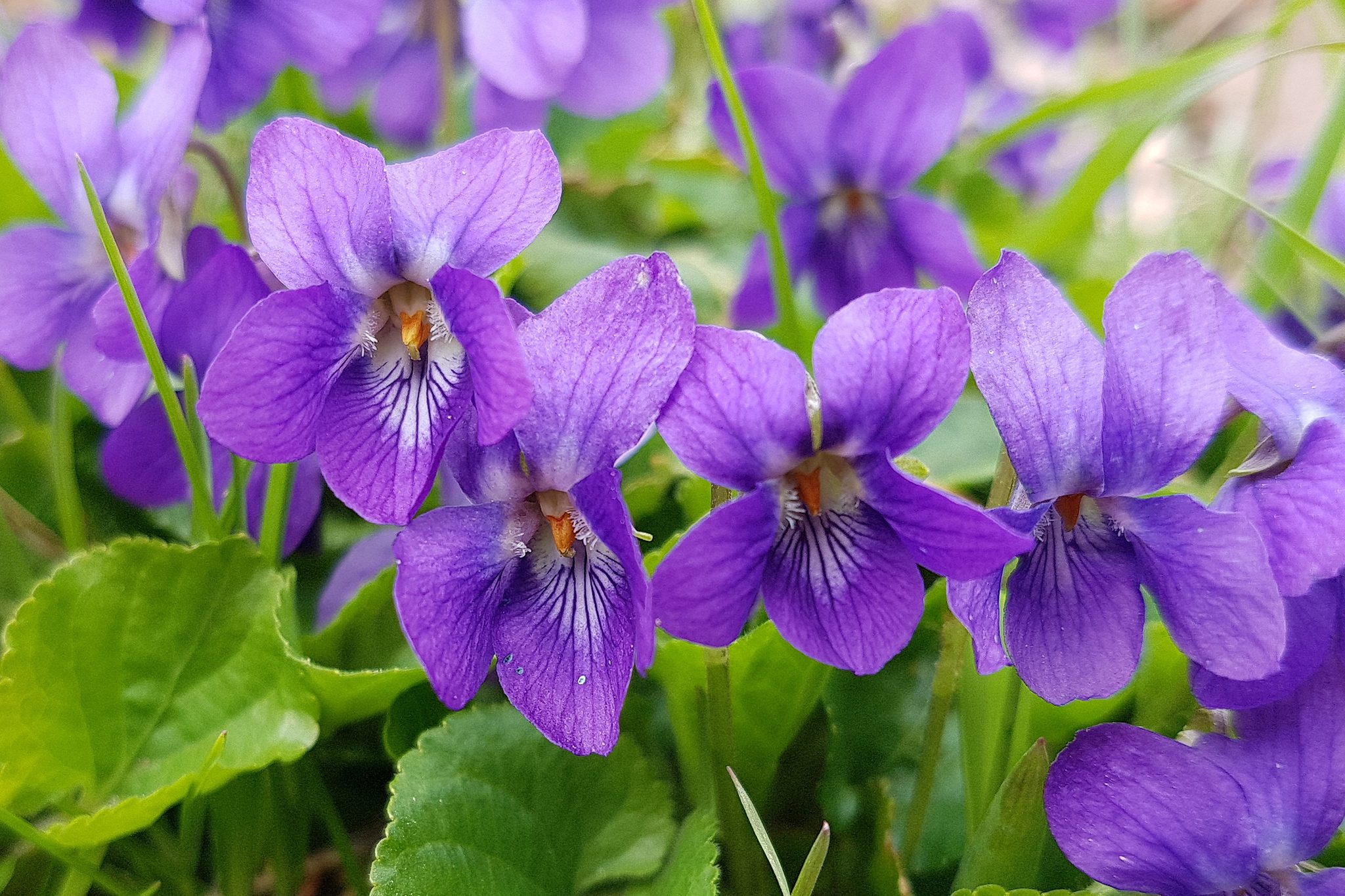 1 Day Violet Plant Initiation - 