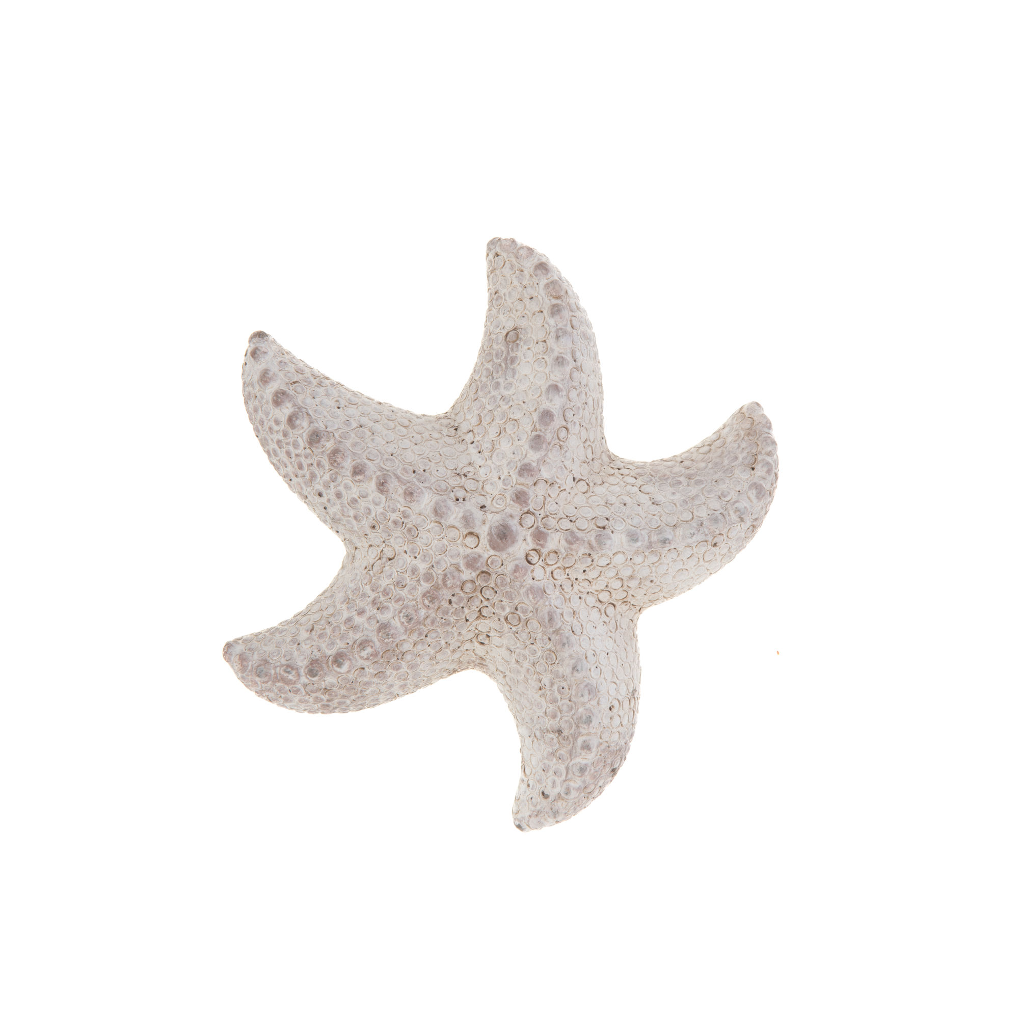Étoile de mer 15cm