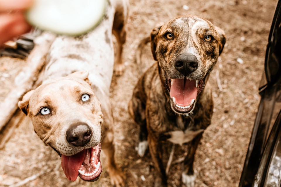 PM- Additional dog same household