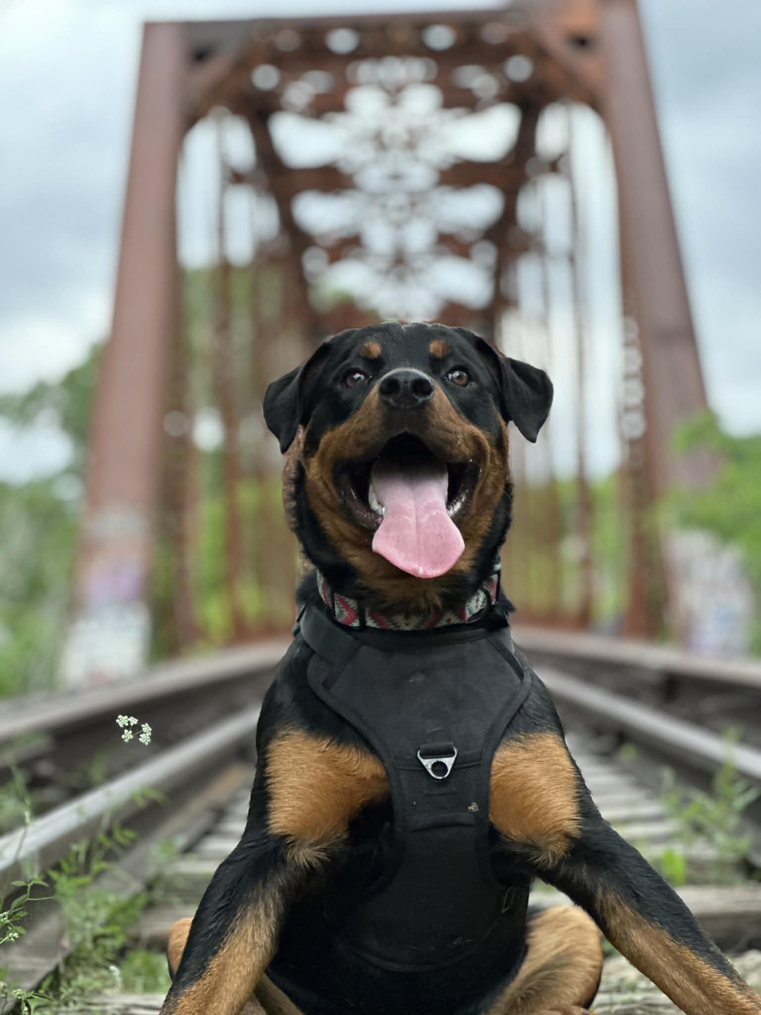 AM Session (Must have completed forms and Meet and greet)