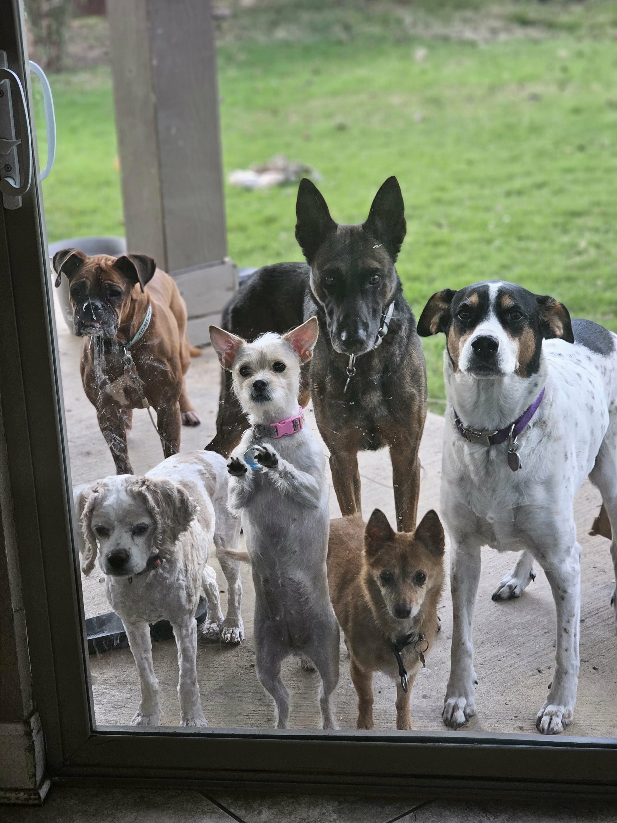 AM Session- Additional Dog Same Household