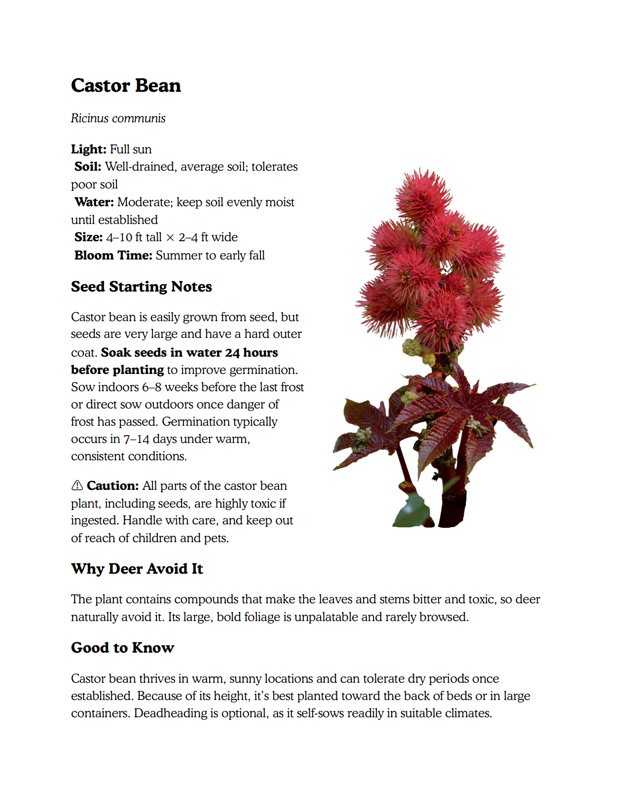 Deer-Resistant Annuals You Can Grow From Seed