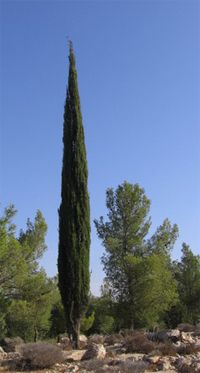 Cyprès méditerranéen