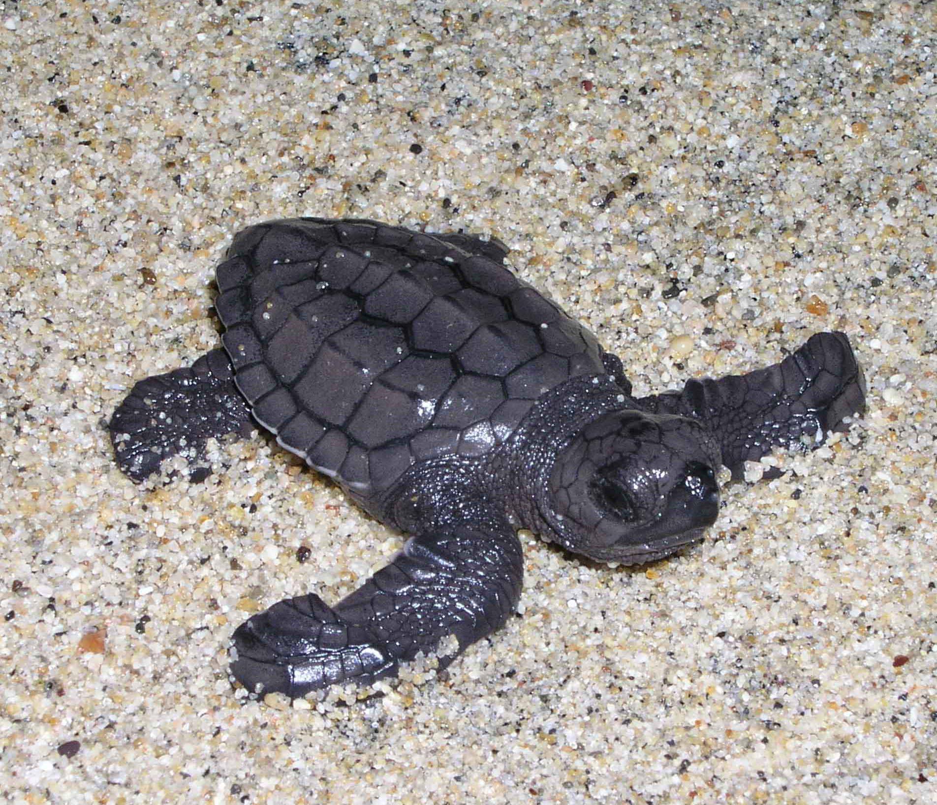 Liberación de Tortugas en Playa