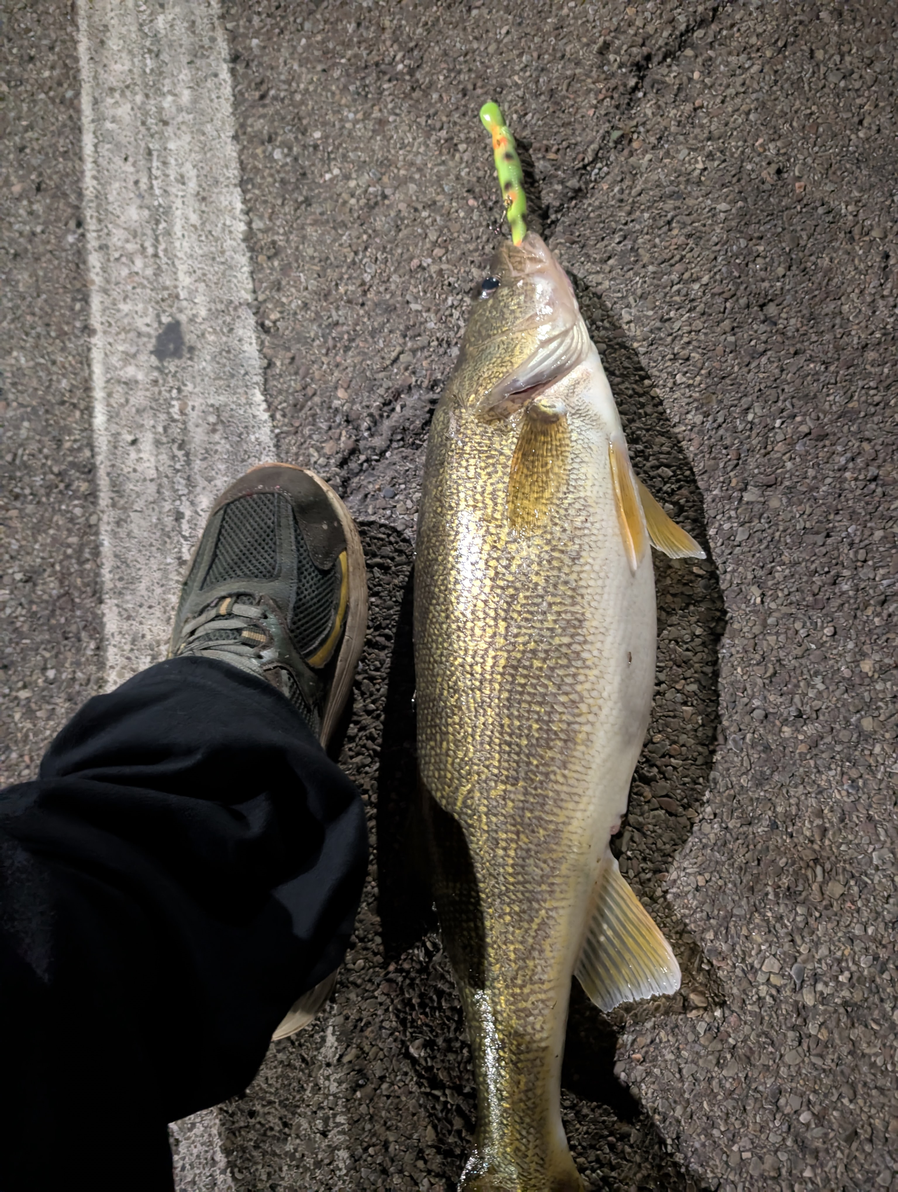 Lured Landed Lied multi species crankbait