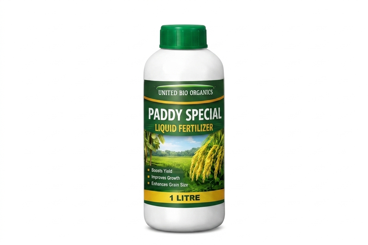 Paddy Special
