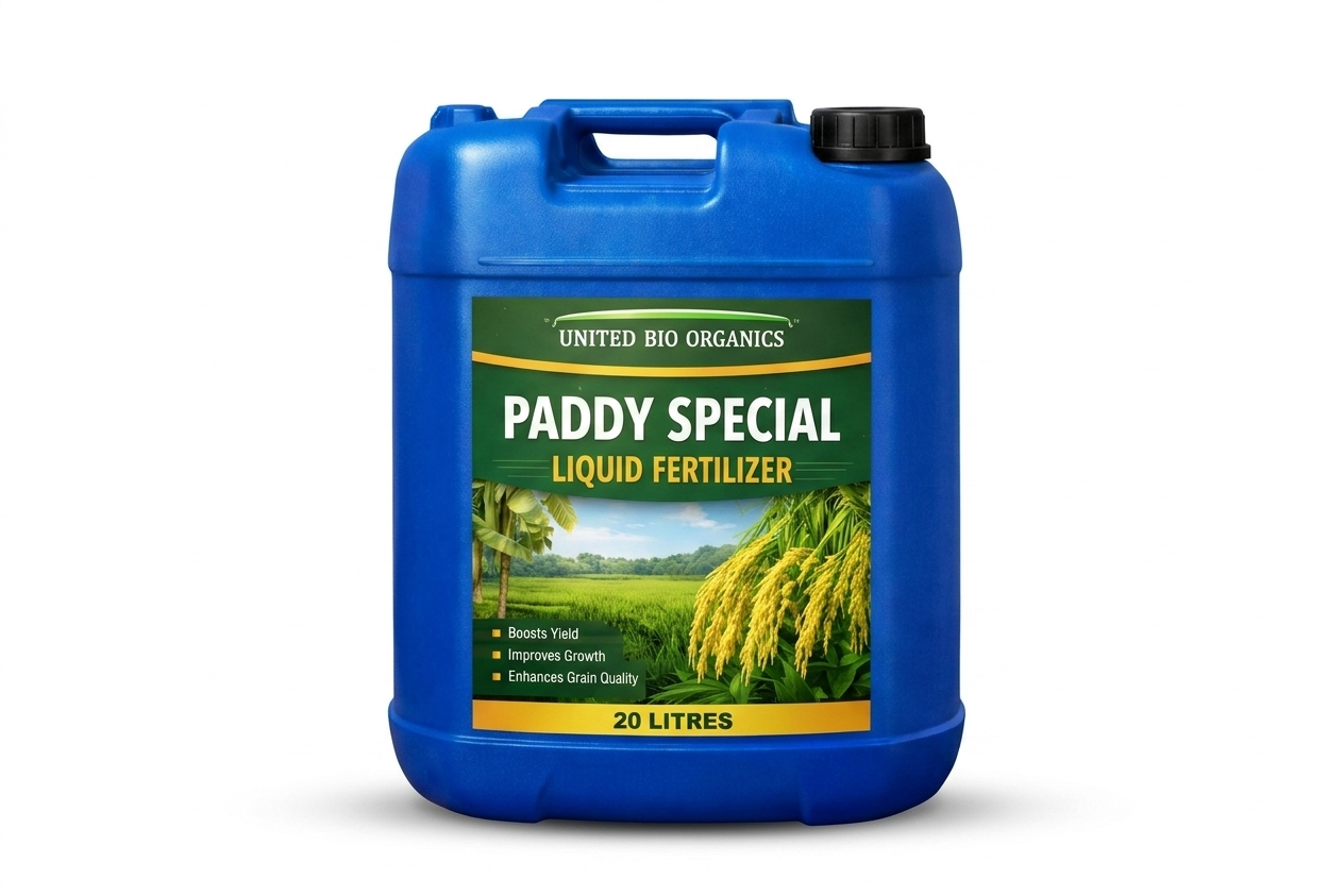 Paddy Special