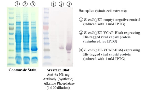 Anti-6x His tag Antibody (Synthetic) _ Alkaline Phosphatase [SAB2301]