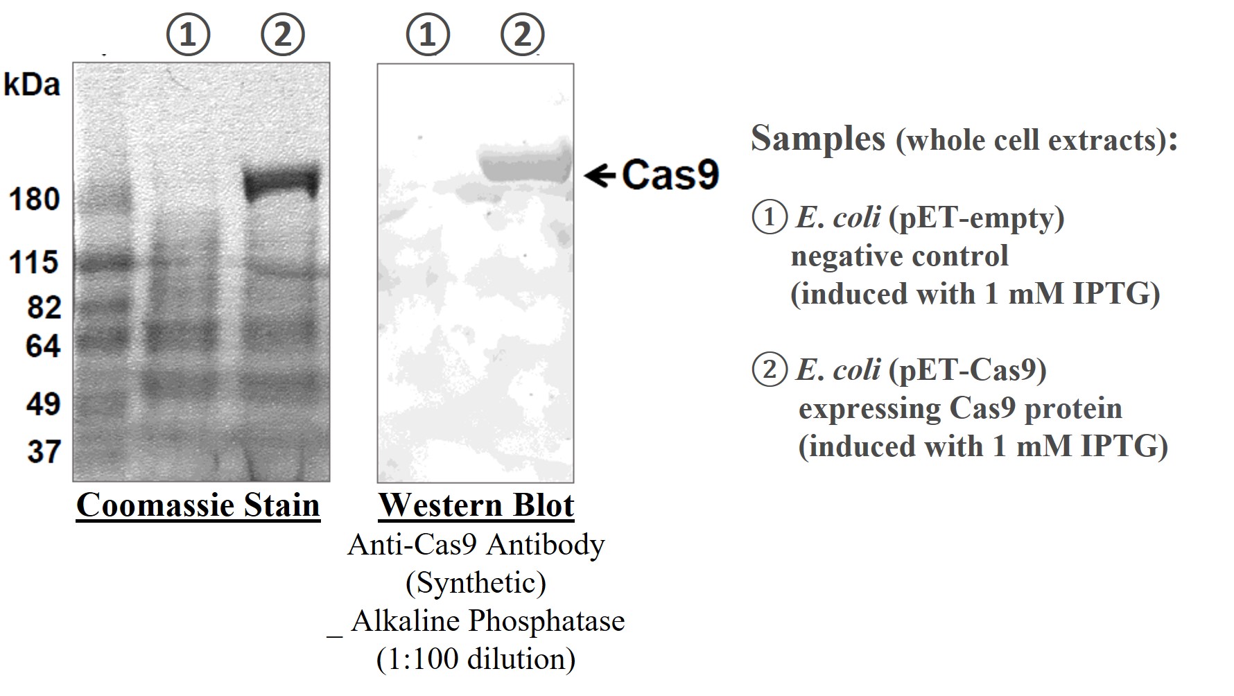 Anti-Cas9 Antibody (Synthetic ) _  Alkaline Phosphatase [SAB1801]
