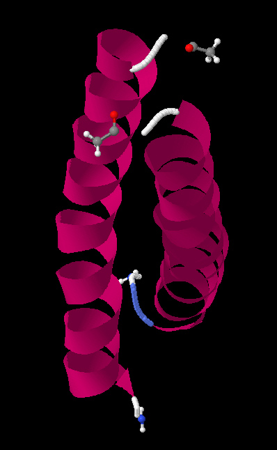 Custom Synthetic Antibody Production Service