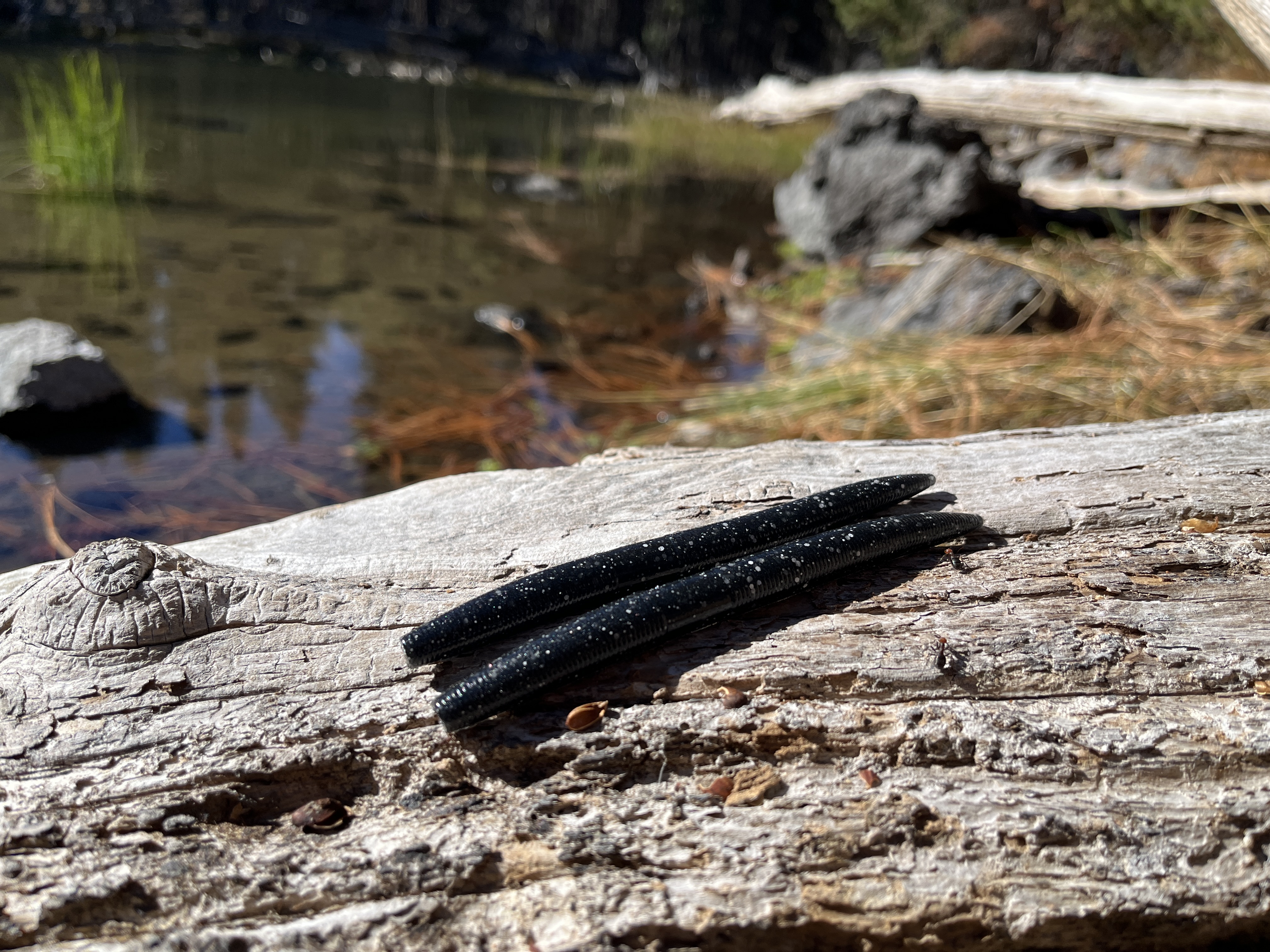 HOBAD — 5" Stick Worm (8-Pack)