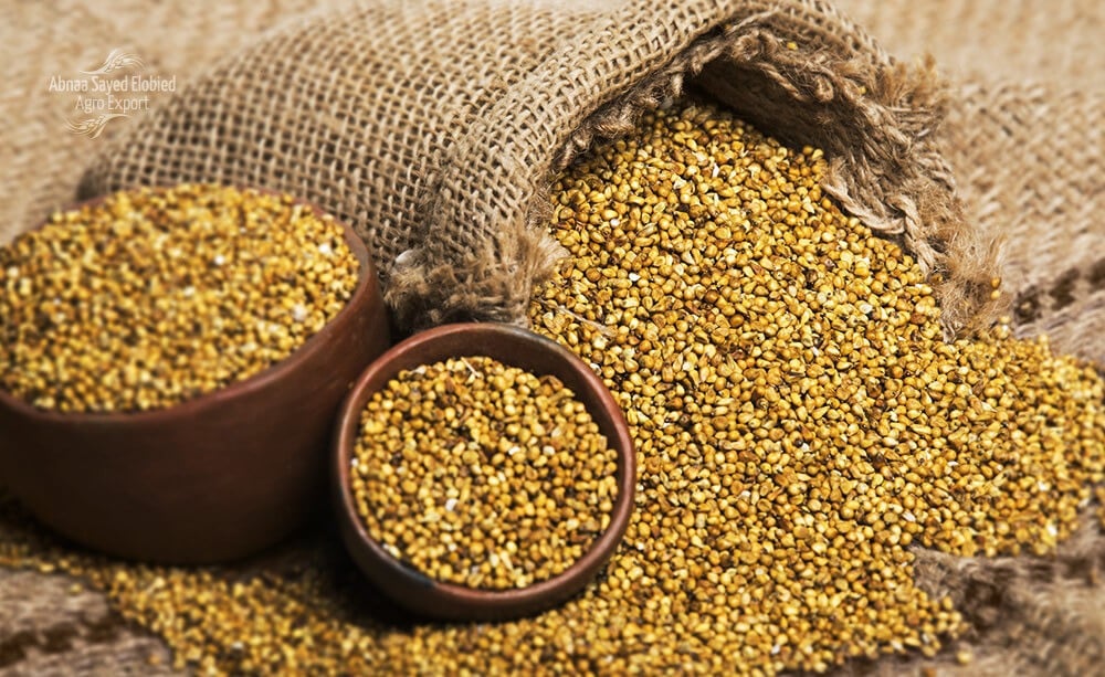 Whole Millet Grains - دخن سوداني