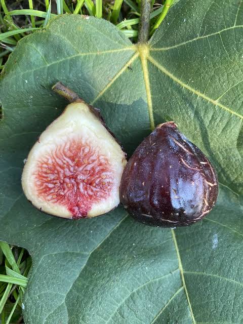 Fig (St. Rita)