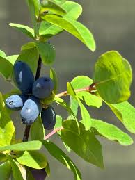 Honeyberry (Blue Hokkaido™)