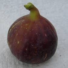 Fig (Sal's Gene aka Sal's G)
