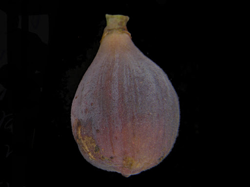 Fig (Abruzzi)
