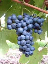 Grapes (Schuyler)
