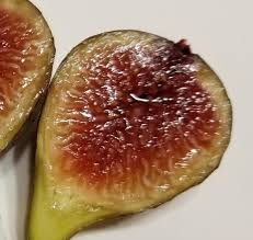 Fig (Unknown Bronx Italian)