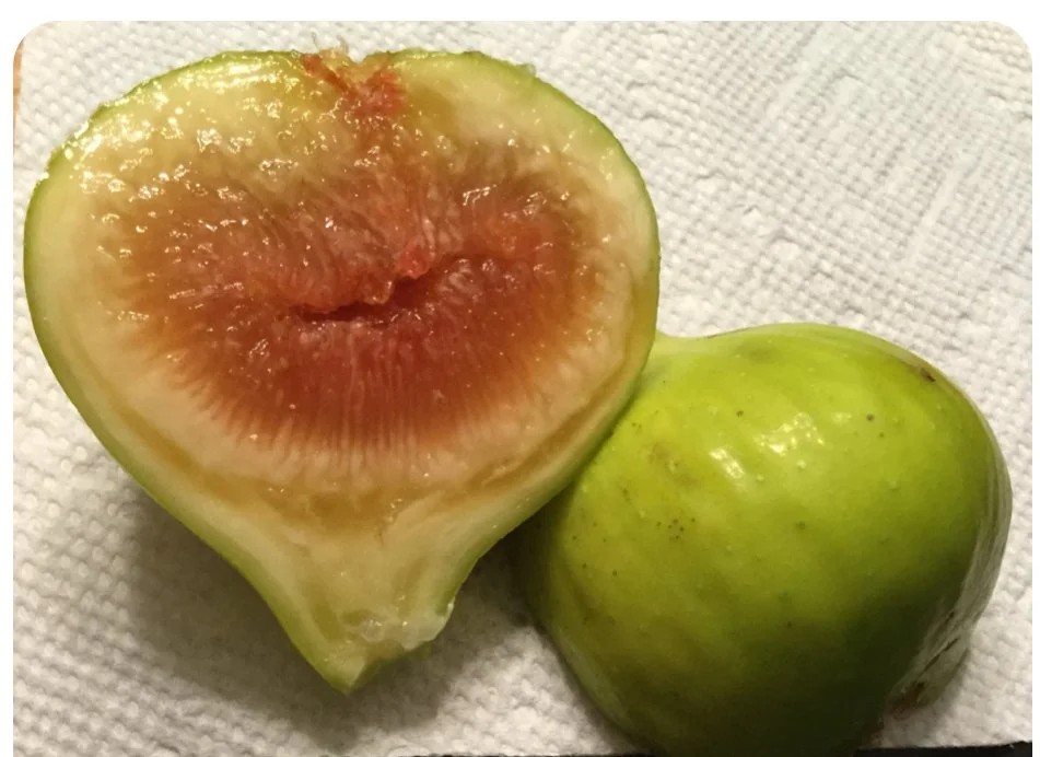 Fig (Cerro San Vito aka Mario's #295 Cerro)