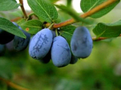 Honeyberry (Blue Pacific™)