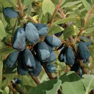 Honeyberry (Blue Mist ™)