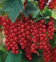 Currant (Rovada)