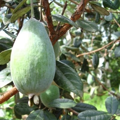 Pineapple Guava (Takaka ™)