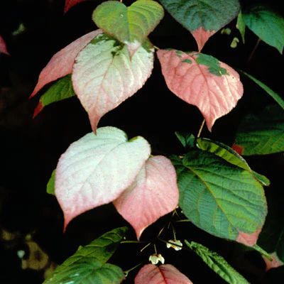 Artic Kiwi (Pasha - Male)