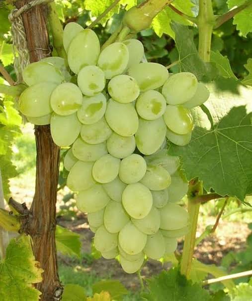 Grape (Gratitude)