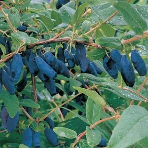 Honeyberry (Blue Sea™)
