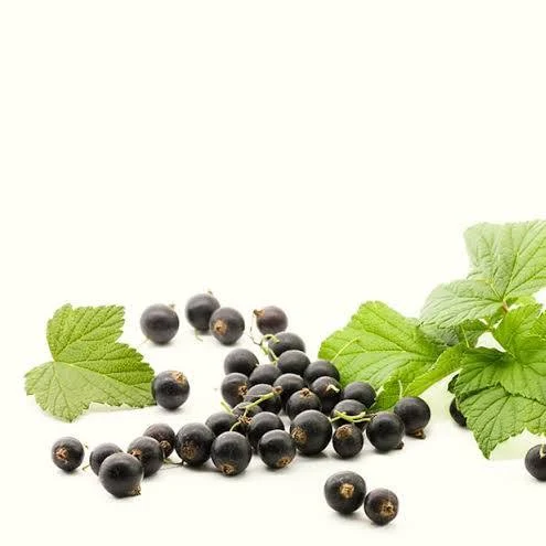 Currant (Black Unlabeled)