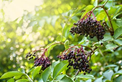 Elderberry (Haschberg)