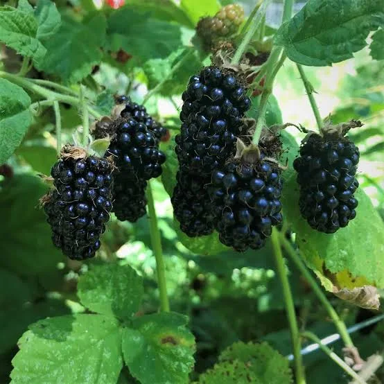 Blackberry (Marionberry)