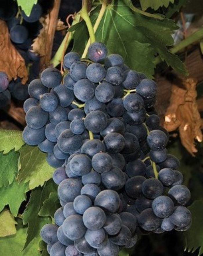 Grape (Summer Royal)