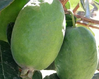 Pineapple Guava (Kakariki ™)