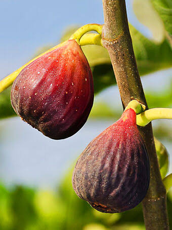 Fig (Italian Everbearing)