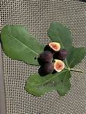 Fig (Pananas Purple)
