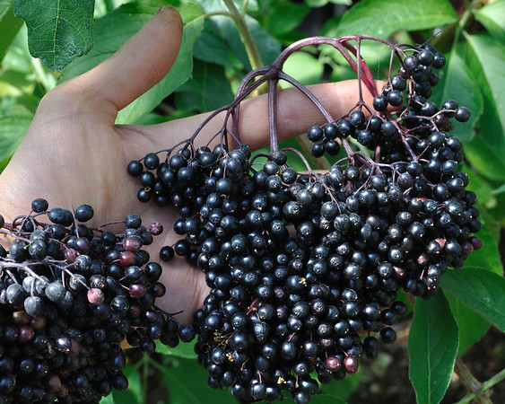 Elderberry (Korsor)