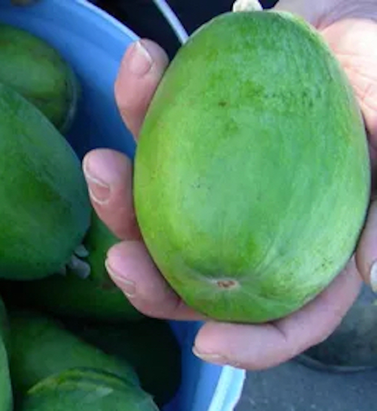 Pineapple Guava (Kaiteri™)