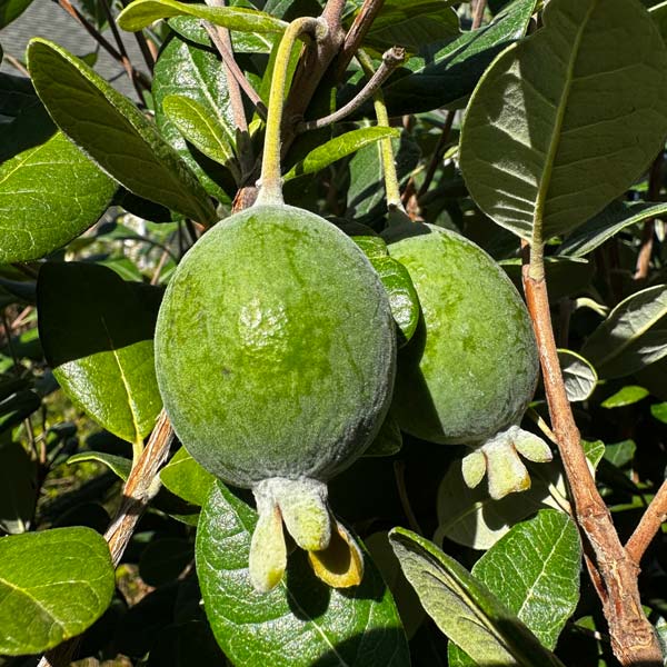 Pineapple Guava (EarliHart™)