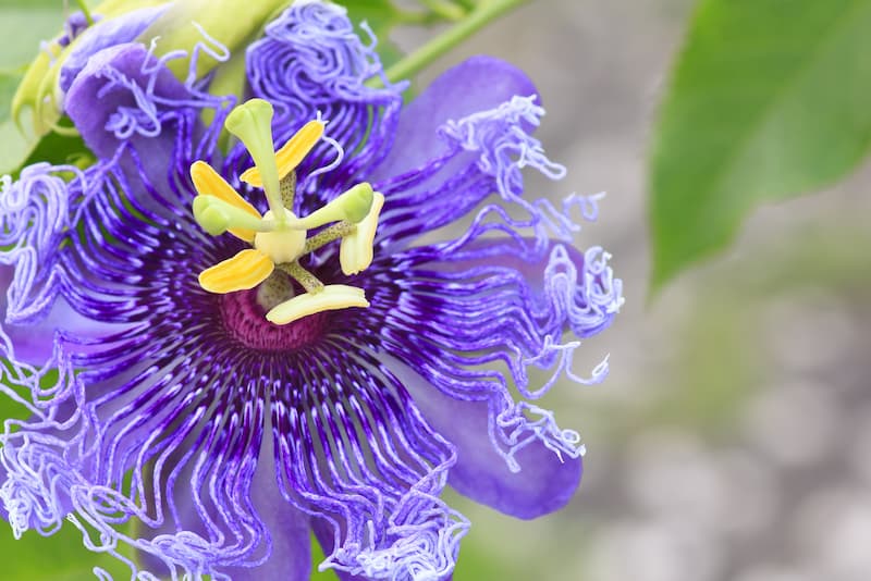 Maypop Passionflower