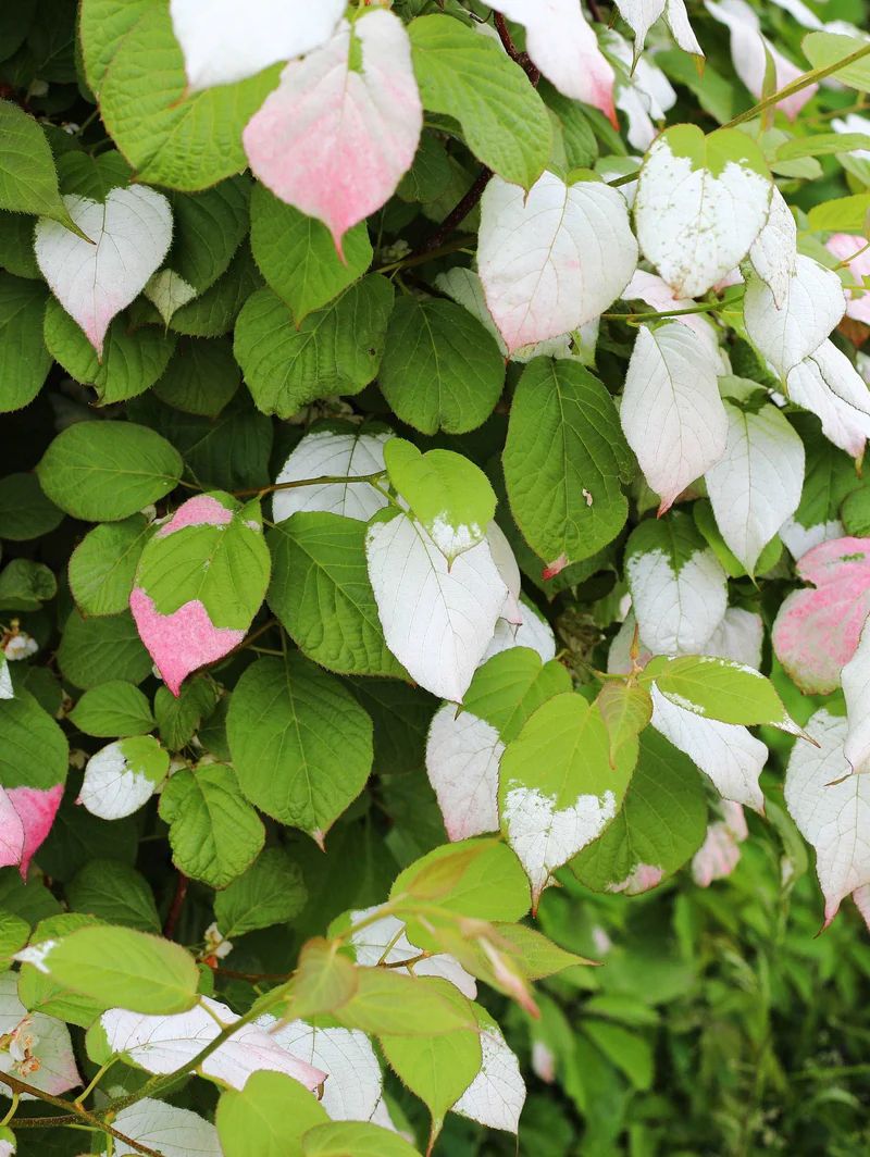 Artic Kiwi (September Sun - Female)