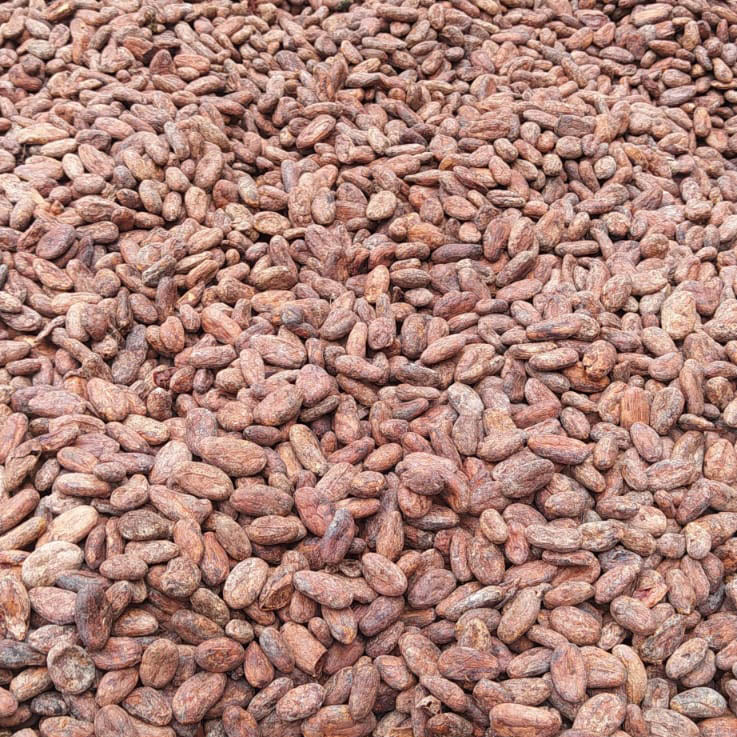 Cacao orgánico y convencional en grano x kg